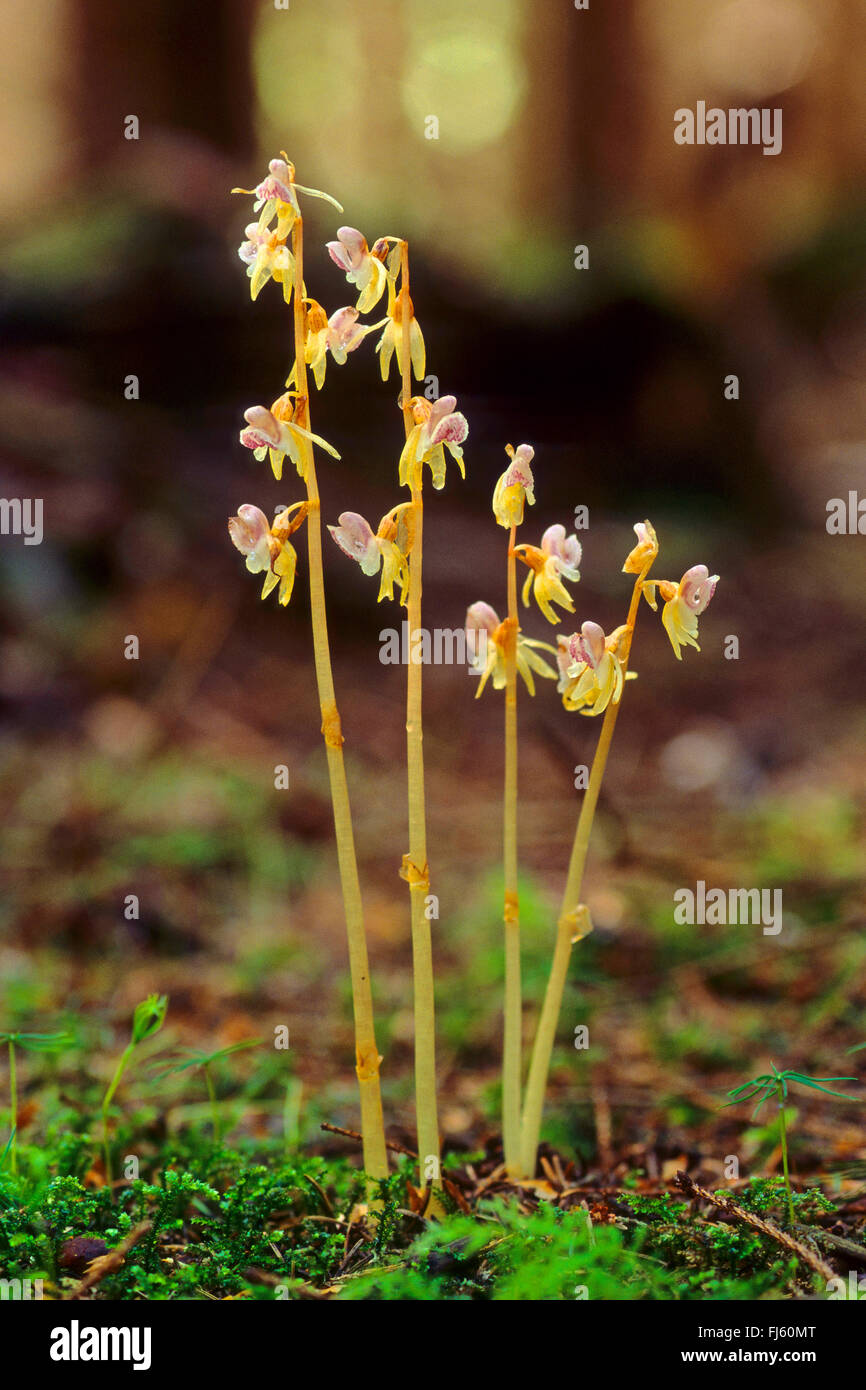 ghost orchid (Epipogium aphyllum), blooming, Germany Stock Photo Alamy
