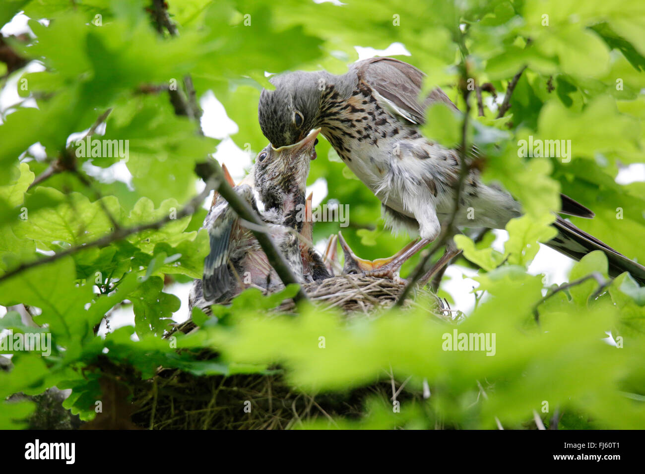 fieldfare (Turdus pilaris), feeding of a young bird in the nest ...