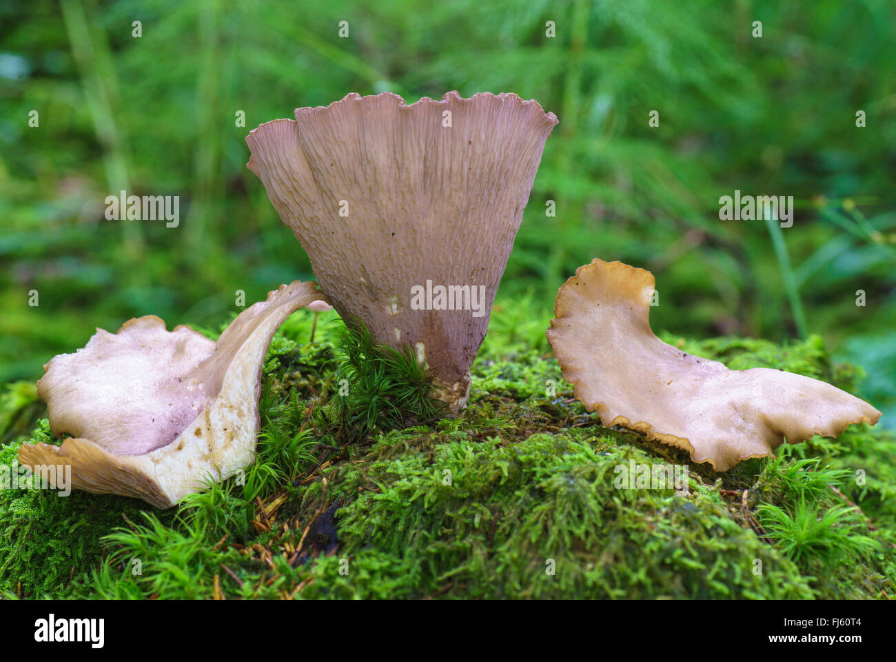 pig's ear (Gomphus clavatus), complete and halved fruiting bodies, Germany, Bavaria, Oberbayern, Upper Bavaria Stock Photo
