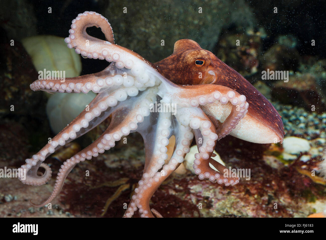 Curled octopus, lesser octopus, horned octopus (Eledone cirrhosa, Ozeana cirrosa), swimming Stock Photo