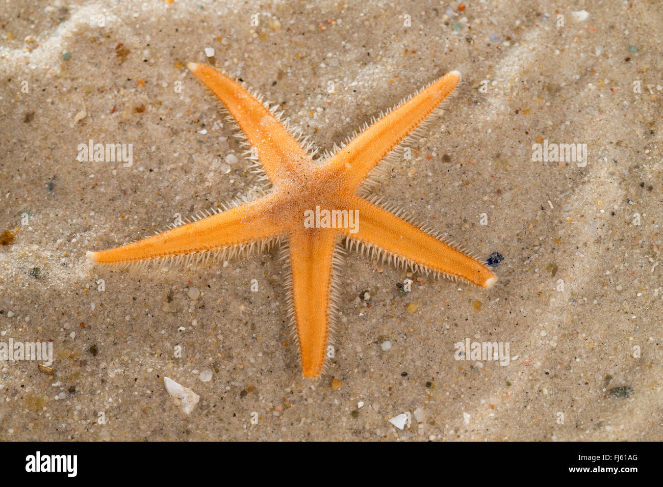 starfish (Luidia sarsii), on the ground Stock Photo