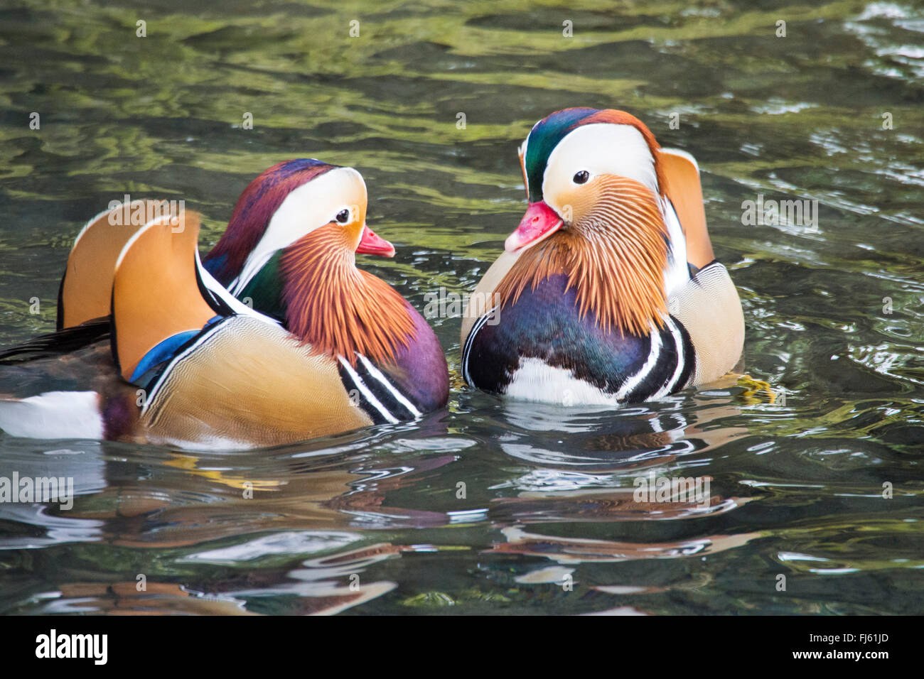Male Mandarin Ducks on the widlfowl lake at Grange over Sands, Cumbria