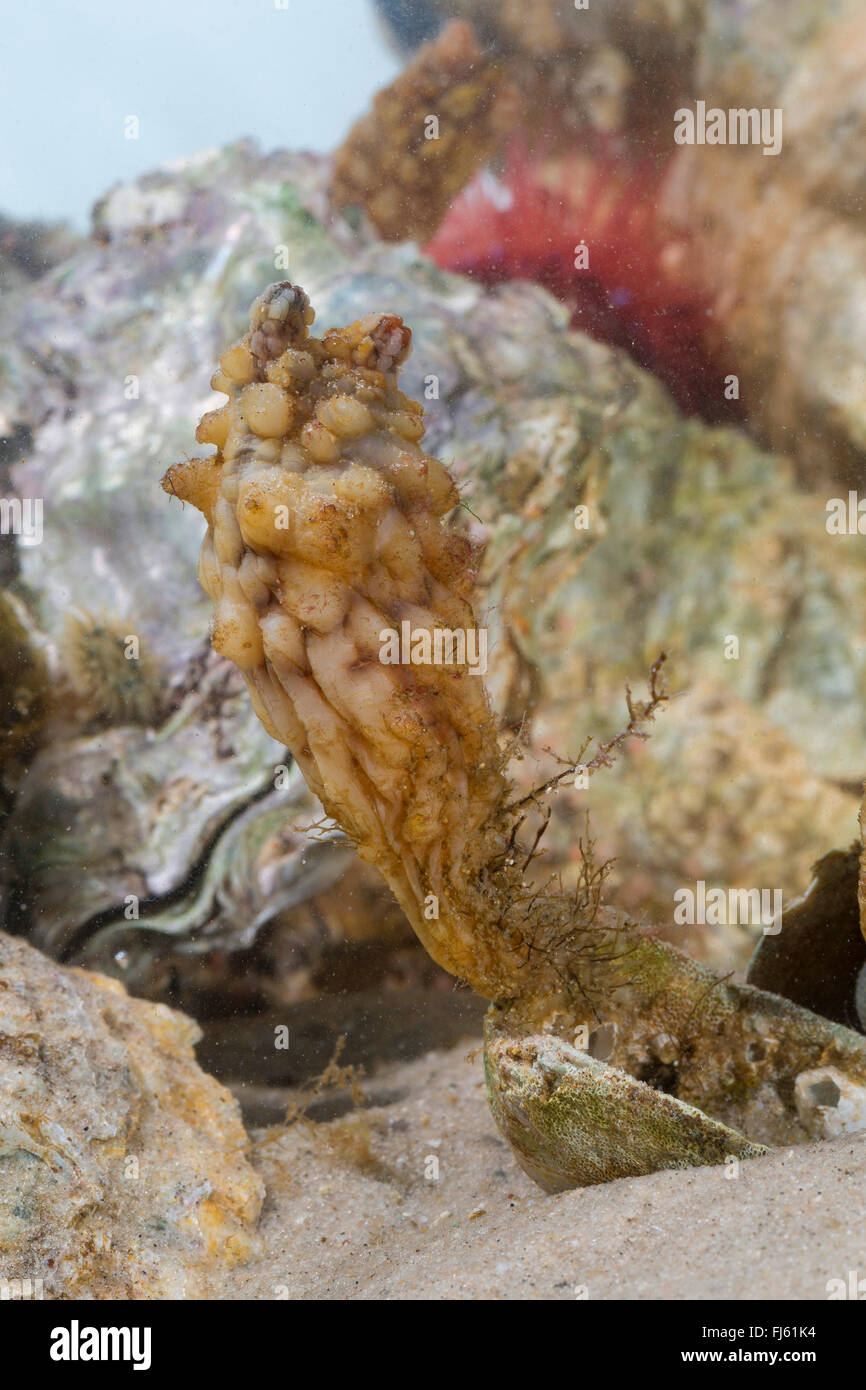 Stalked Sea Squirt, Asian sea squirt, rough sea squirt, leathery sea squirt, folded sea squirt (Styela clava), on a mussel Stock Photo