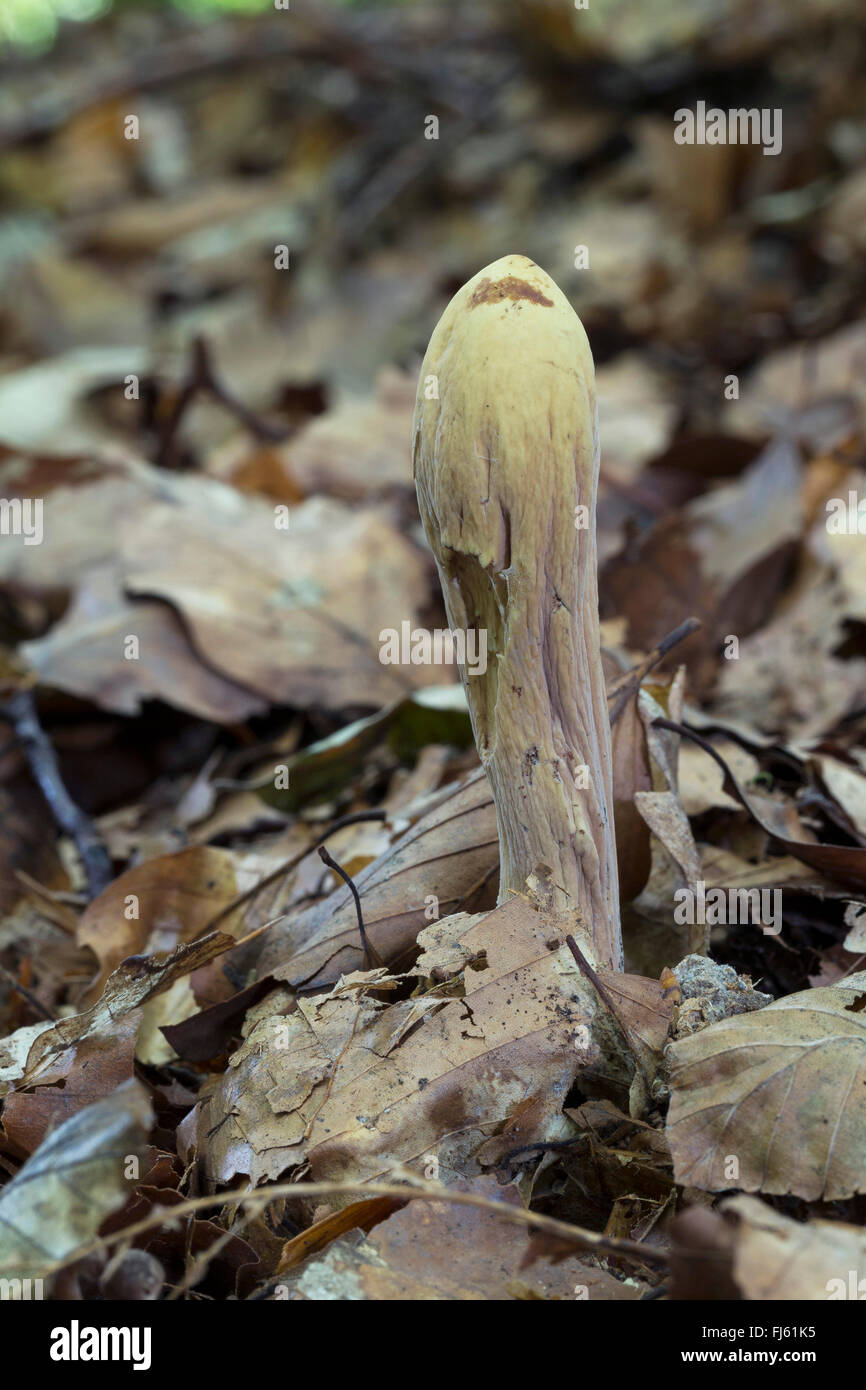 giant club (Clavariadelphus pistillaris), fruiting body on forest ground, Germany Stock Photo