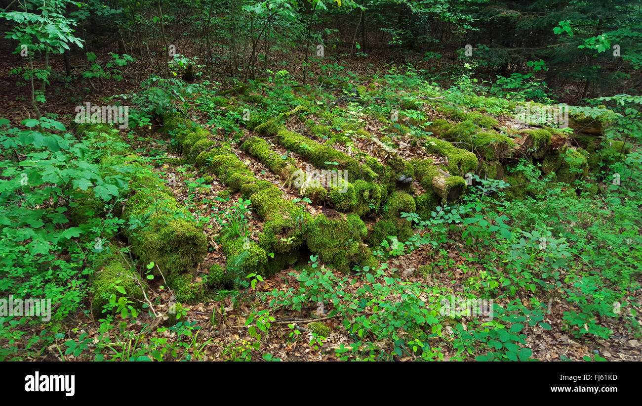 moss.covered rotten stock of logs at a forest path, Germany, Baden ...