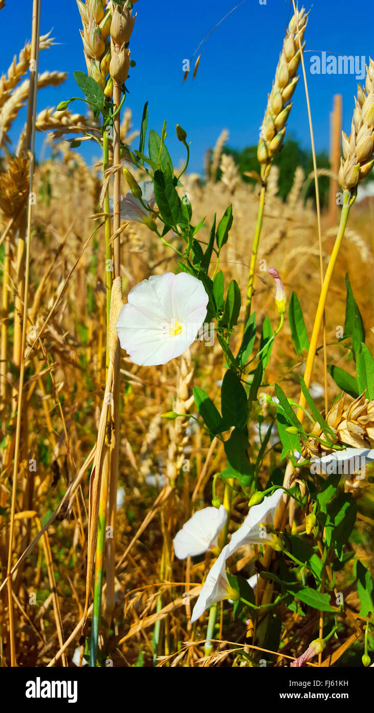 field bindweed, field morning-glory, small bindweed (Convolvulus arvensis), blooming in a wheat field, Germany, Baden-Wuerttemberg Stock Photo