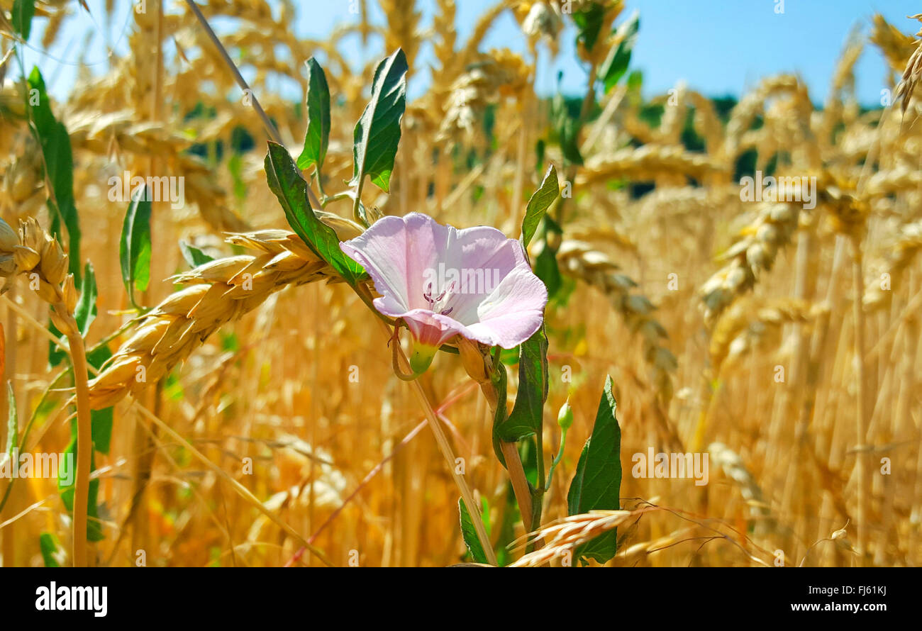 field bindweed, field morningglory, small bindweed (Convolvulus
