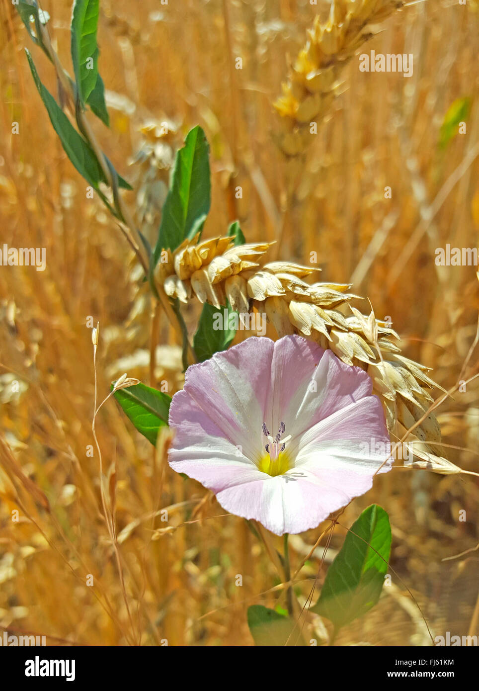 field bindweed, field morningglory, small bindweed (Convolvulus