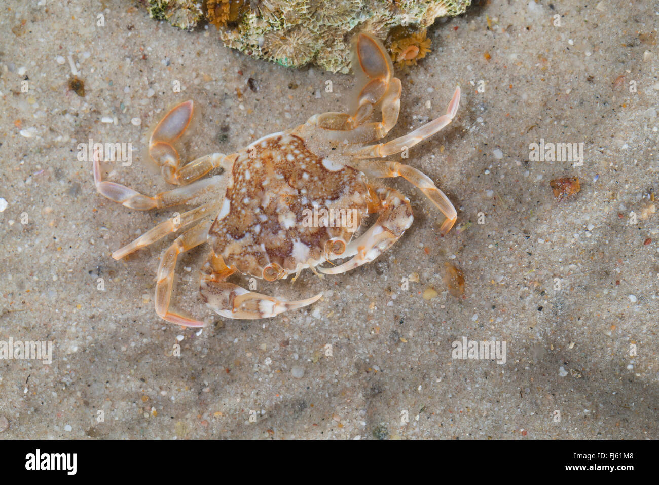 marbled swimming crab (Liocarcinus marmoreus, Portunus marmoreus), on sea bottom Stock Photo