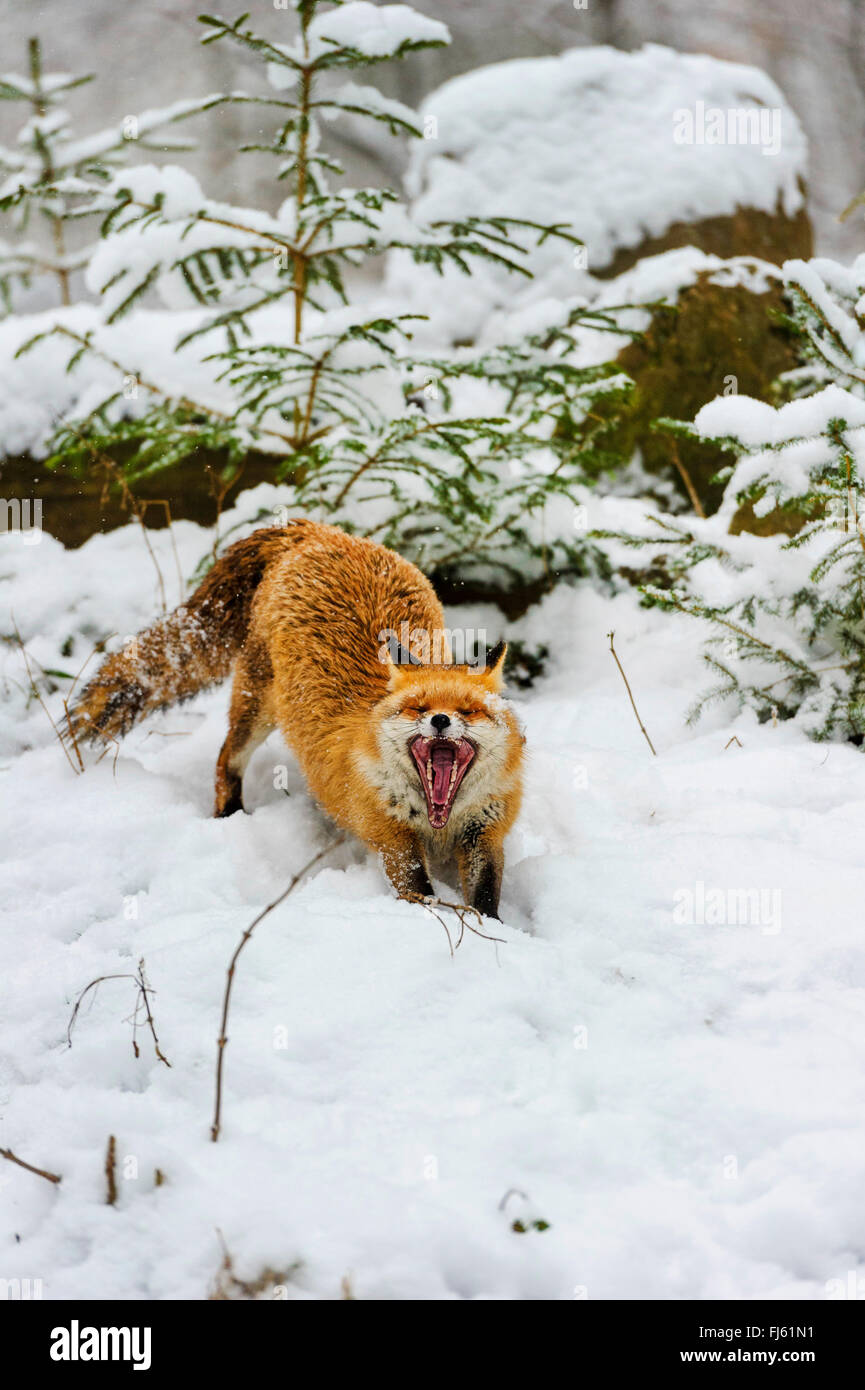 red fox (Vulpes vulpes), snarling fox in snow covered forest, Germany ...