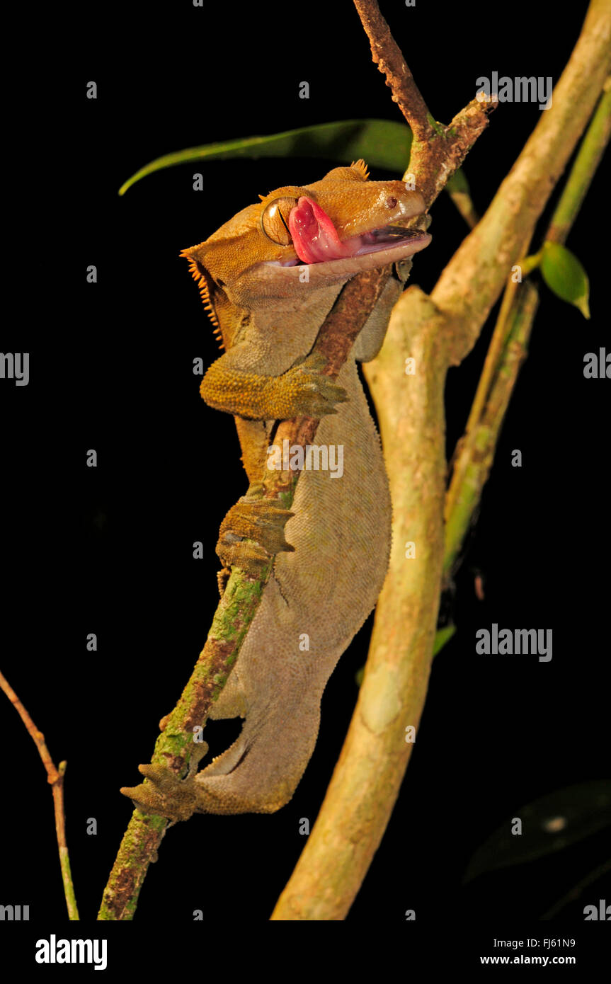Crested Gecko, Eyelash Gecko, New Caledonian giant gecko (Rhacodactylus