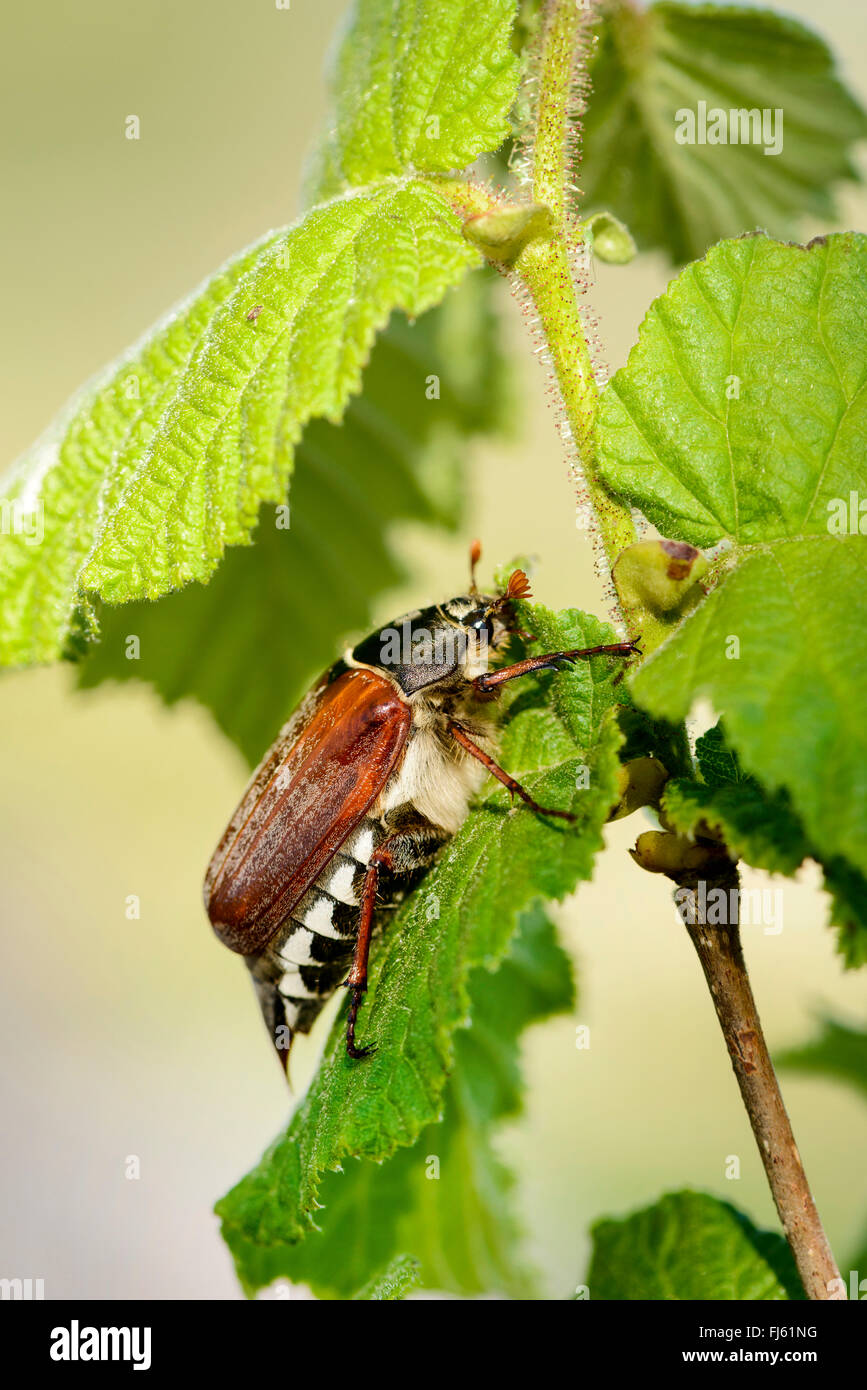 Common cockchafer, Maybug, Maybeetle (Melolontha melolontha), sitting ...