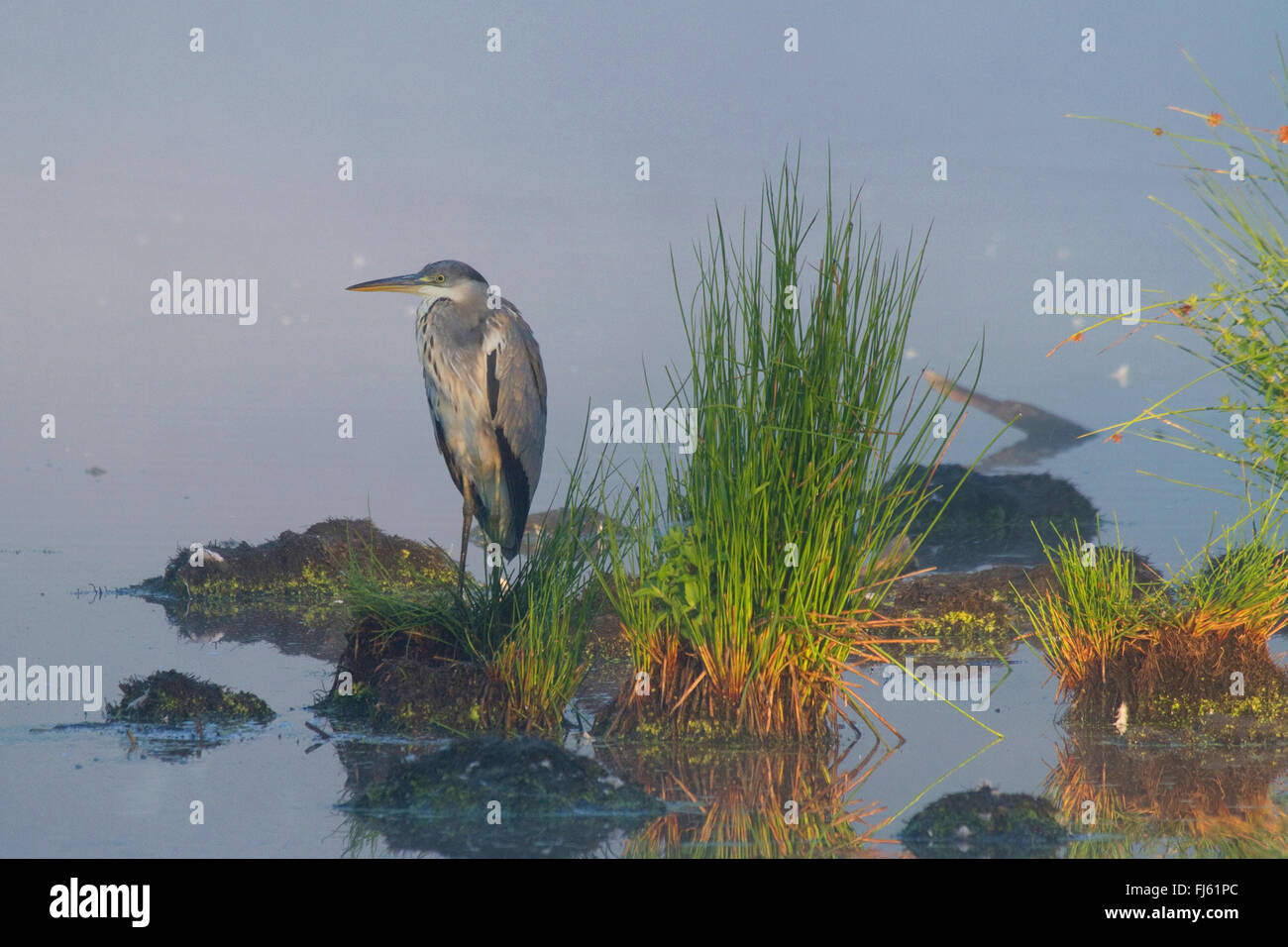 grey heron (Ardea cinerea), in a swamp with morning damp, Germany, North Rhine-Westphalia Stock Photo