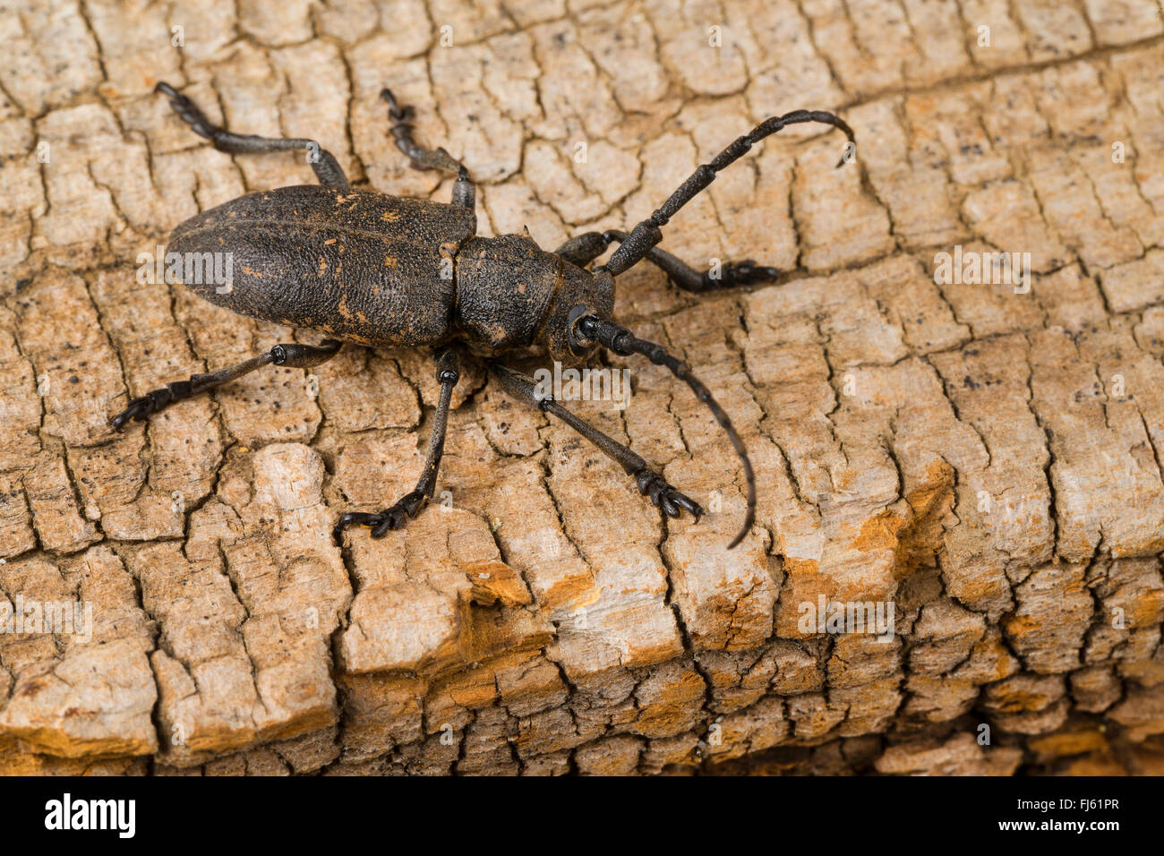 Weaver beetle (Lamia textor, Pachystola textor), on deadwood, Germany Stock Photo