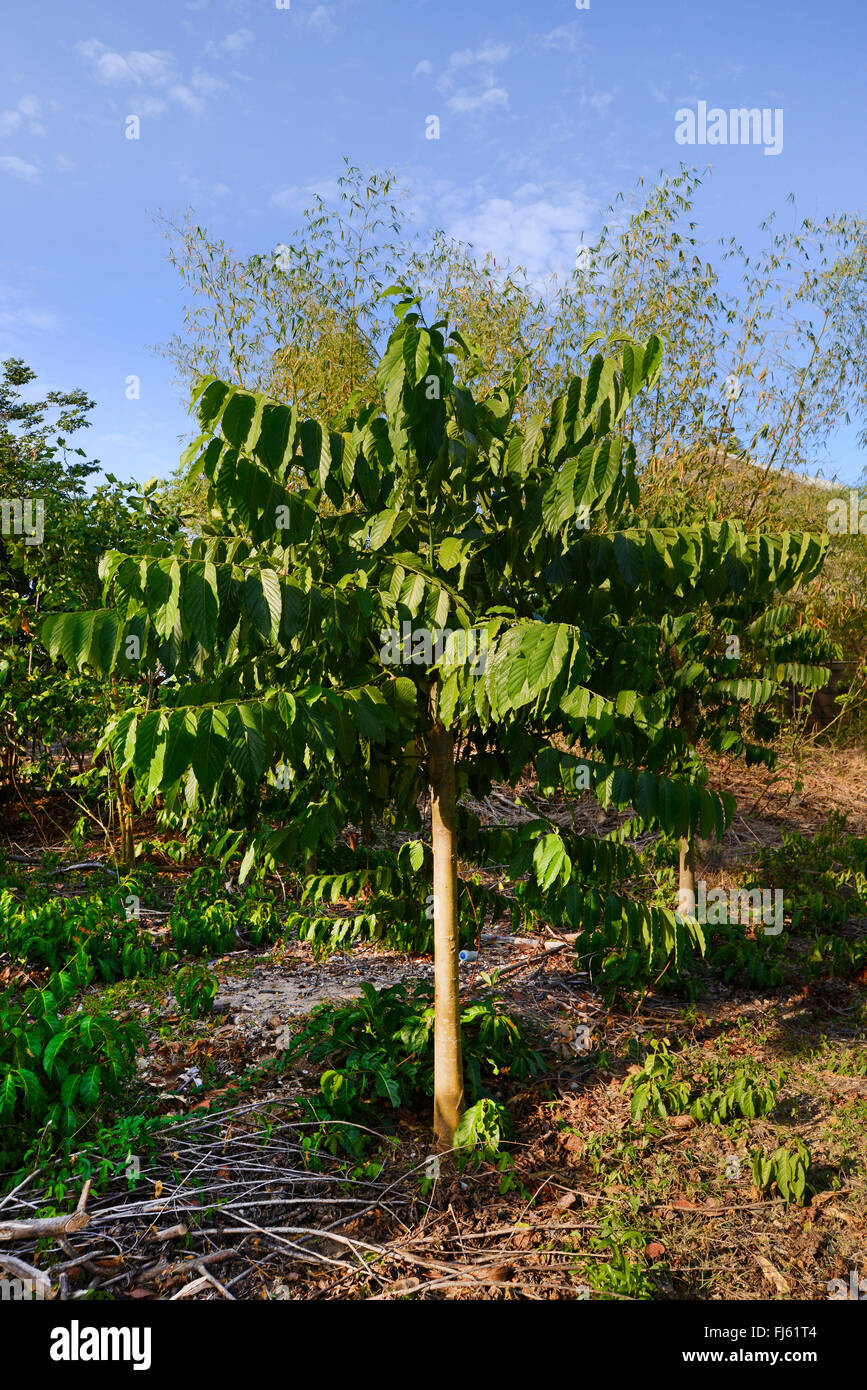 ylang-ylang (Cananga odorata), cultivation of ylang-ylang, Madagascar, Nosy Be, Lokobe Reserva Stock Photo