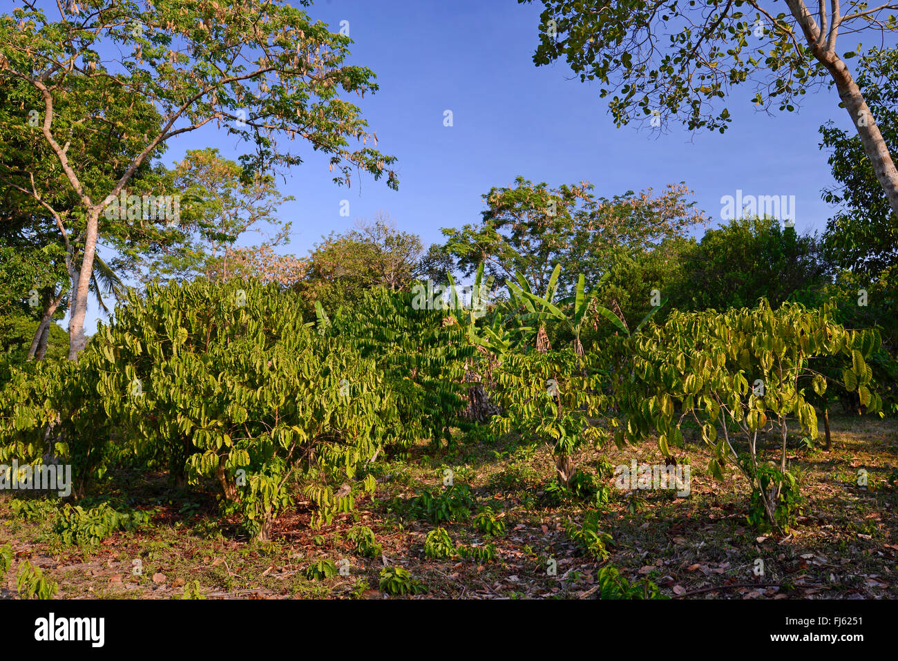 ylang-ylang (Cananga odorata), cultivation of ylang-ylang, Madagascar, Nosy Be, Lokobe Reserva Stock Photo