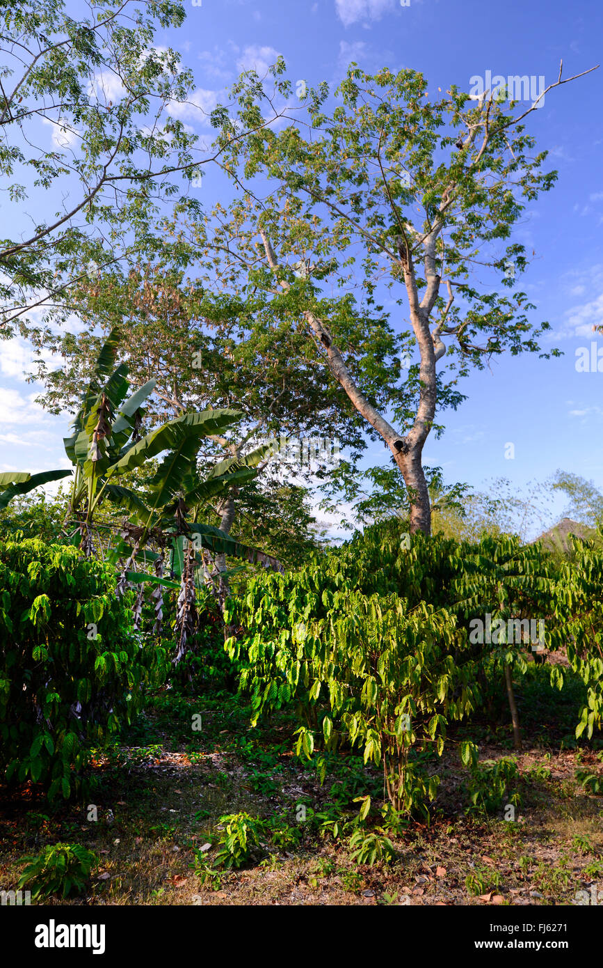 ylang-ylang (Cananga odorata), cultivation of ylang-ylang, Madagascar, Nosy Be, Lokobe Reserva Stock Photo