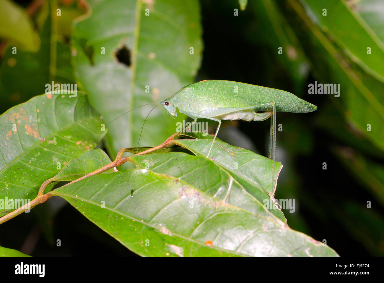 grasshopper in the tropical rainforest in Madagascar, Madagascar, Nosy Be, Lokobe Nationalpark Stock Photo