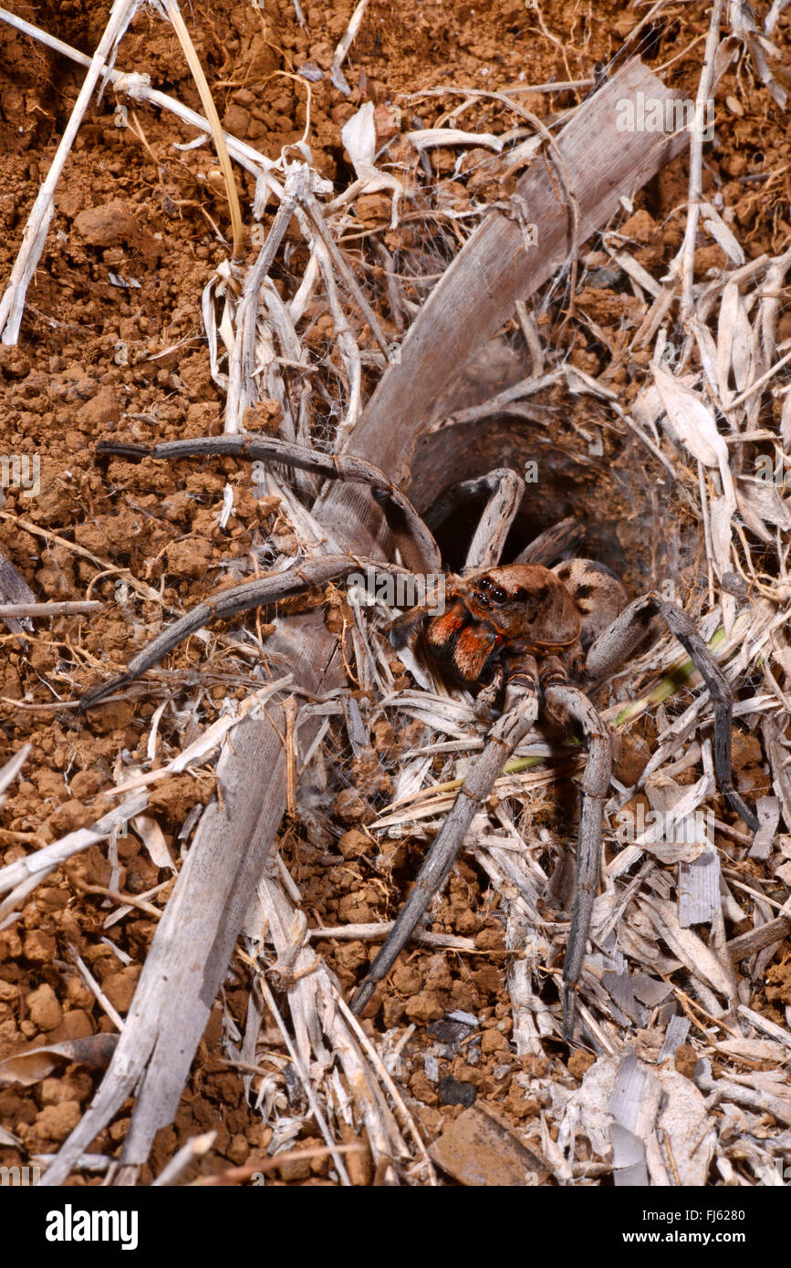 wolf spiders, ground spiders (Lycosidae), with his web, Madagascar Stock Photo