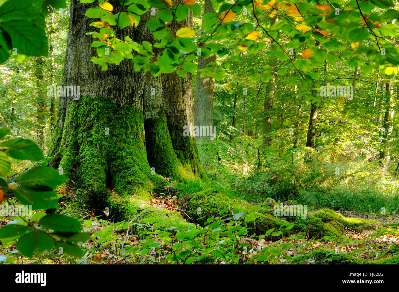 common beech (Fagus sylvatica), mixed forest at the foot of a large beech, Germany, North Rhine-Westphalia, Sauerland, Arnsberg Forest Nature Park Stock Photo