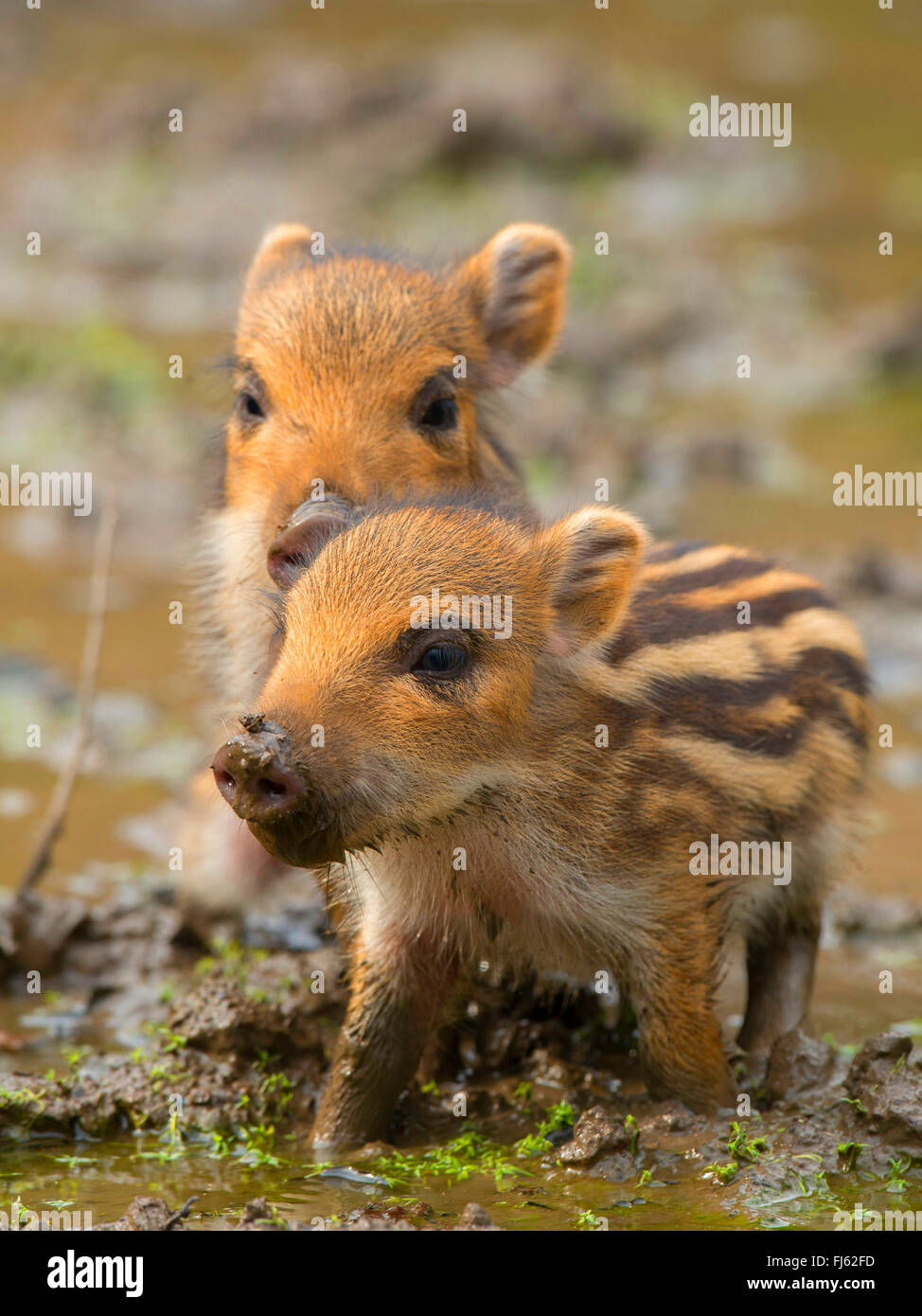 wild boar, pig, wild boar (Sus scrofa), two shoats standing together in mud, Germany, North Rhine-Westphalia, Sauerland Stock Photo