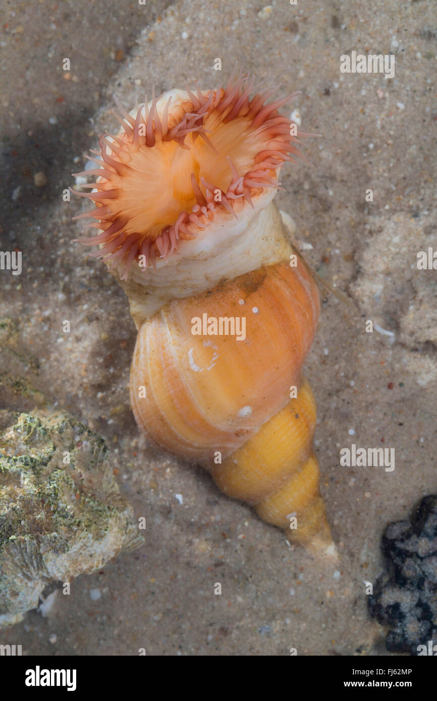 Hormathia digitata (Hormathia digitata, Hormathia margaritae, Tealia digitata), on a Neptunea snail Stock Photo