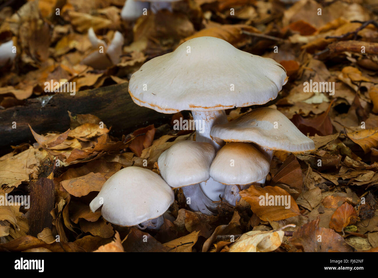 pearly webcap (Cortinarius alboviolaceus), fruiting body on forest ground, Germany Stock Photo