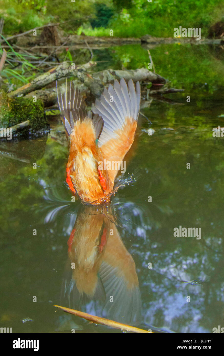 river kingfisher (Alcedo atthis), in nose diving for fish, immersing into water, Germany, Bavaria, Isental Stock Photo