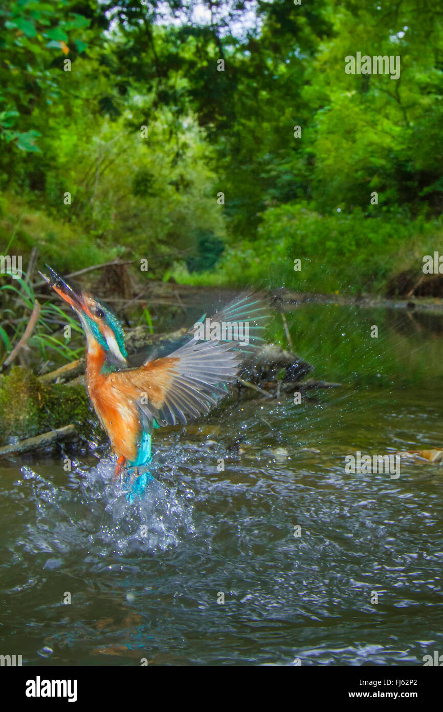 river kingfisher (Alcedo atthis), female, starting from a small river after unsuccessful hunting , Germany, Bavaria, Isental Stock Photo