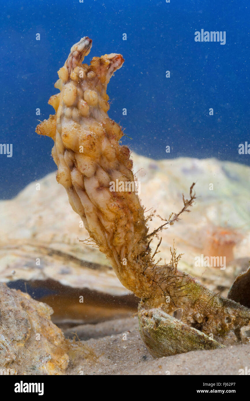 Stalked Sea Squirt, Asian sea squirt, rough sea squirt, leathery sea squirt, folded sea squirt (Styela clava), on a mussel Stock Photo