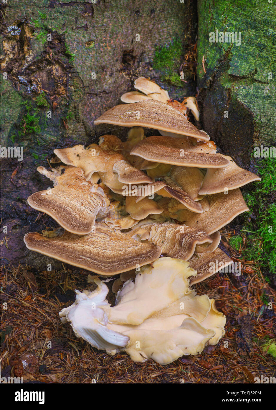 giant polypore (Meripilus giganteus), fruiting bodies at the stem base of a tree, Germany, Bavaria, Oberbayern, Upper Bavaria Stock Photo