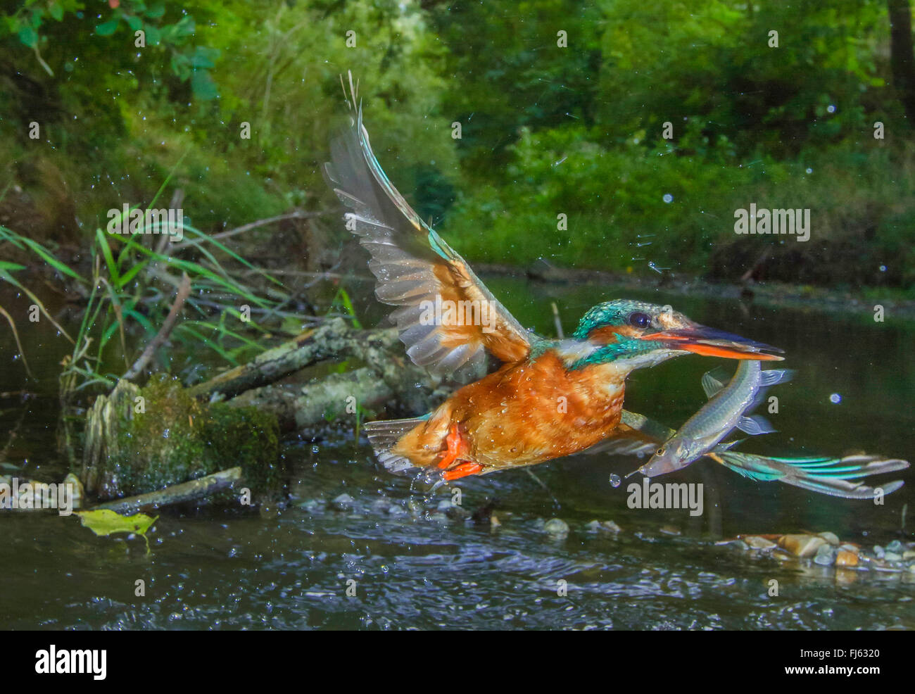 river kingfisher (Alcedo atthis), female flying with captured fish from the river, Germany, Bavaria, Isental Stock Photo