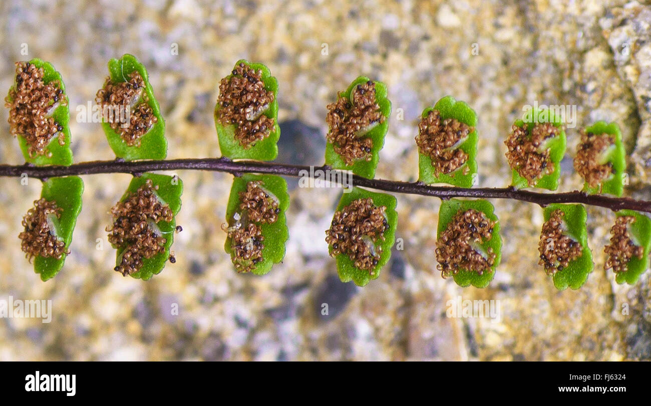 Maidenhair spleenwort, Common maidenhair (Asplenium trichomanes), underside of leaves with sor, Austria, Tyrol Stock Photo