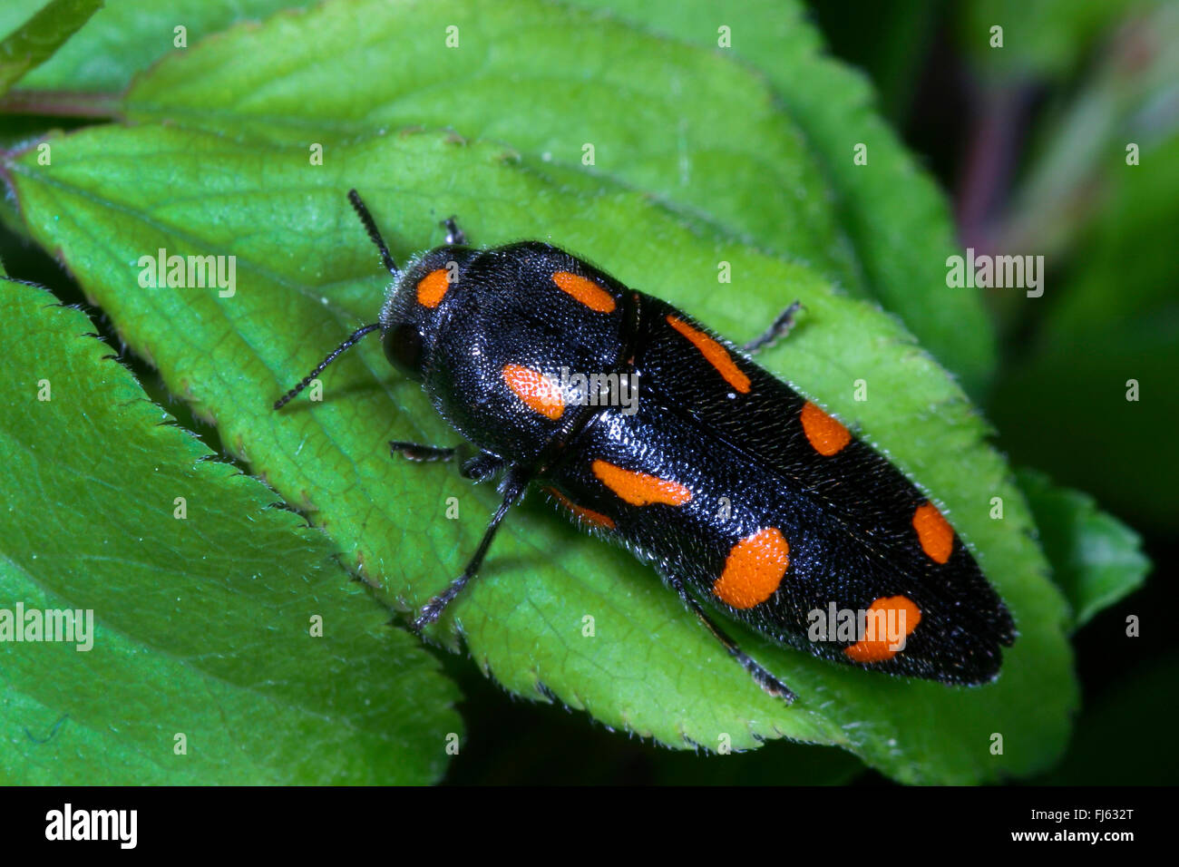 Splendour beetle (Ptosima undecimmaculata, Ptosima flavoguttata), sits on a leaf, Germany Stock Photo