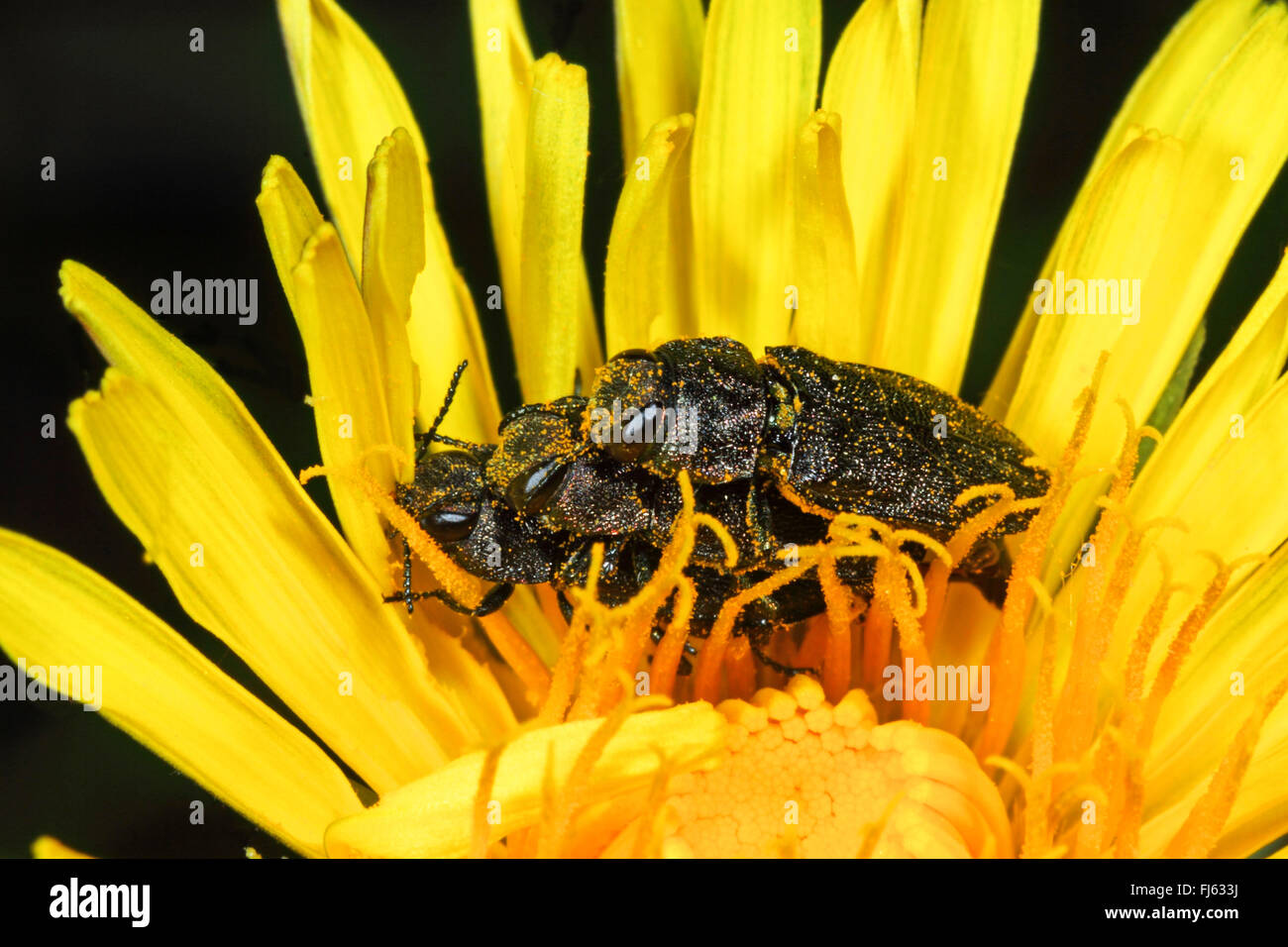 Metallic wood boring beetles hires stock photography and images Alamy