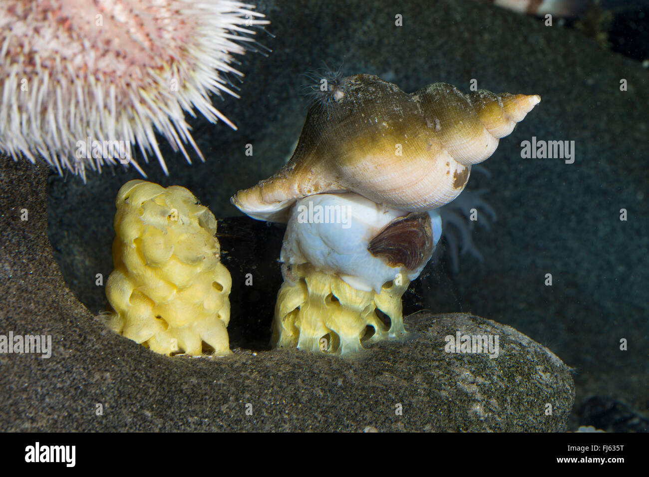 ancient whelk, ancient neptune, common spindle snail, neptune snail, red whelk, buckie (Fusus antiqua, Neptunea antiqua), laying eggs Stock Photo