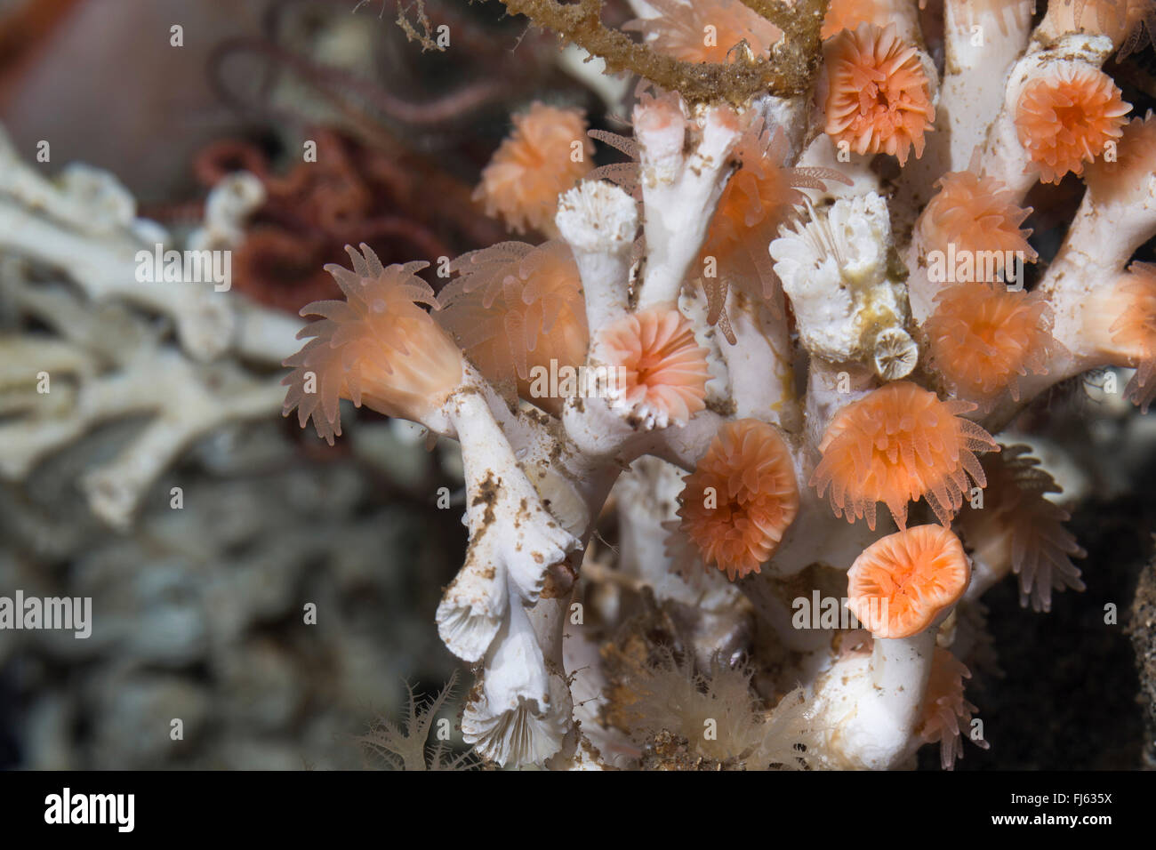 eye coral, cold-water coral, spider hazards (Lophelia pertusa, Madrepora pertusa), close-up view Stock Photo