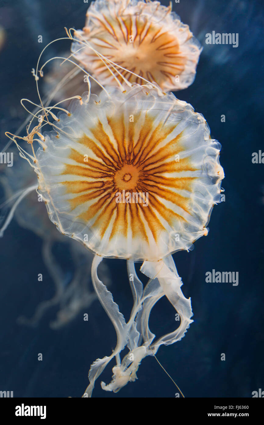 compass jellyfish, red-banded jellyfish (Chrysaora hysoscella), two compass jellyfishes Stock Photo