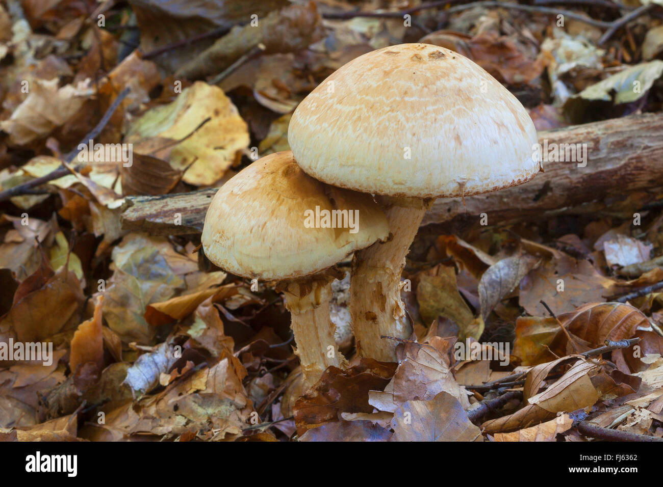 rooting poisonpie (Hebeloma radicosum, Roumeguerites radicosus), fruiting body on forest ground, Germany Stock Photo