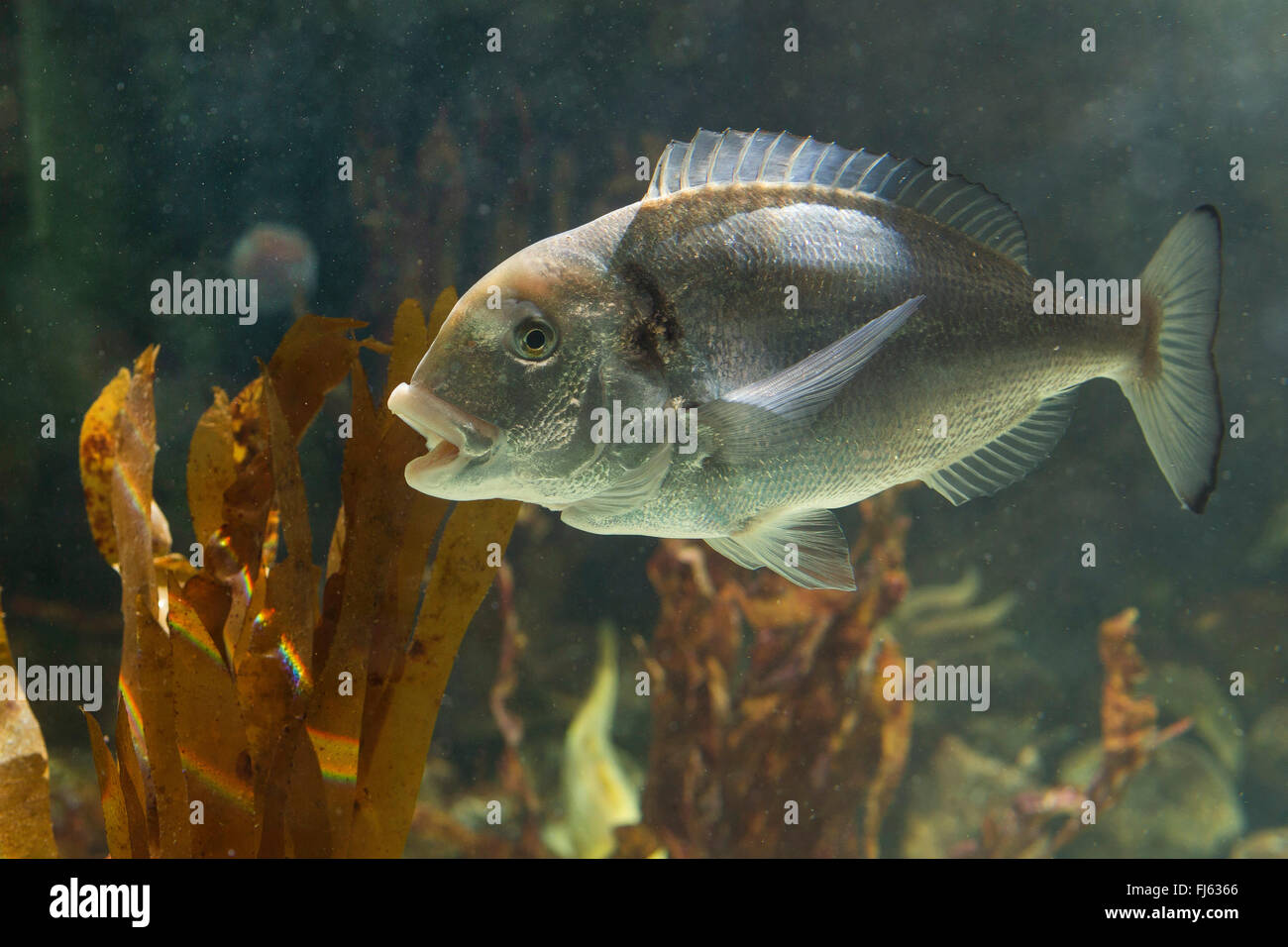 gilthead, gilthead seabream (Sparus aurata, Sparus auratus), swimming Stock Photo