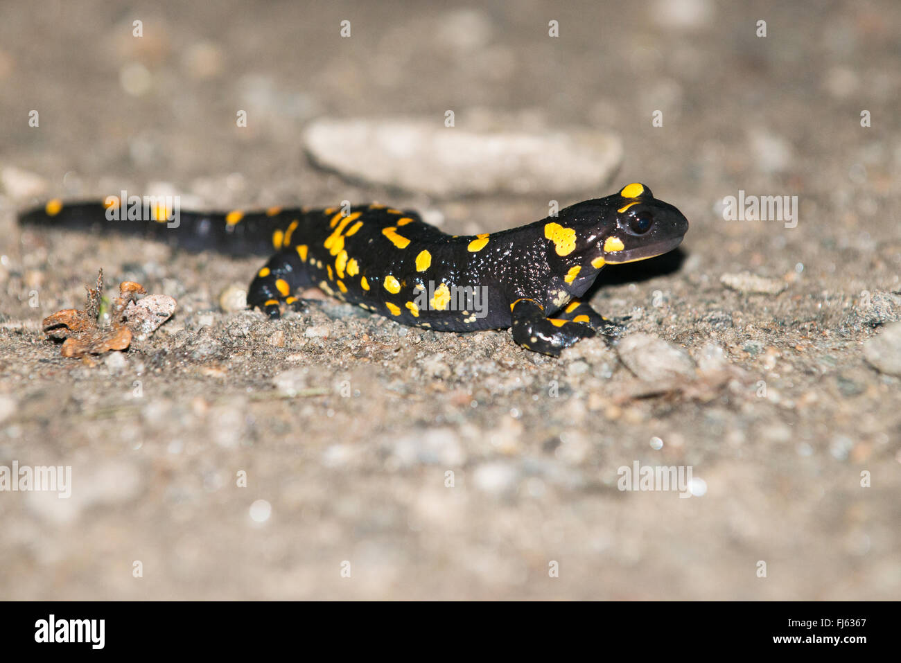Salamandra salamandra Stock Photo