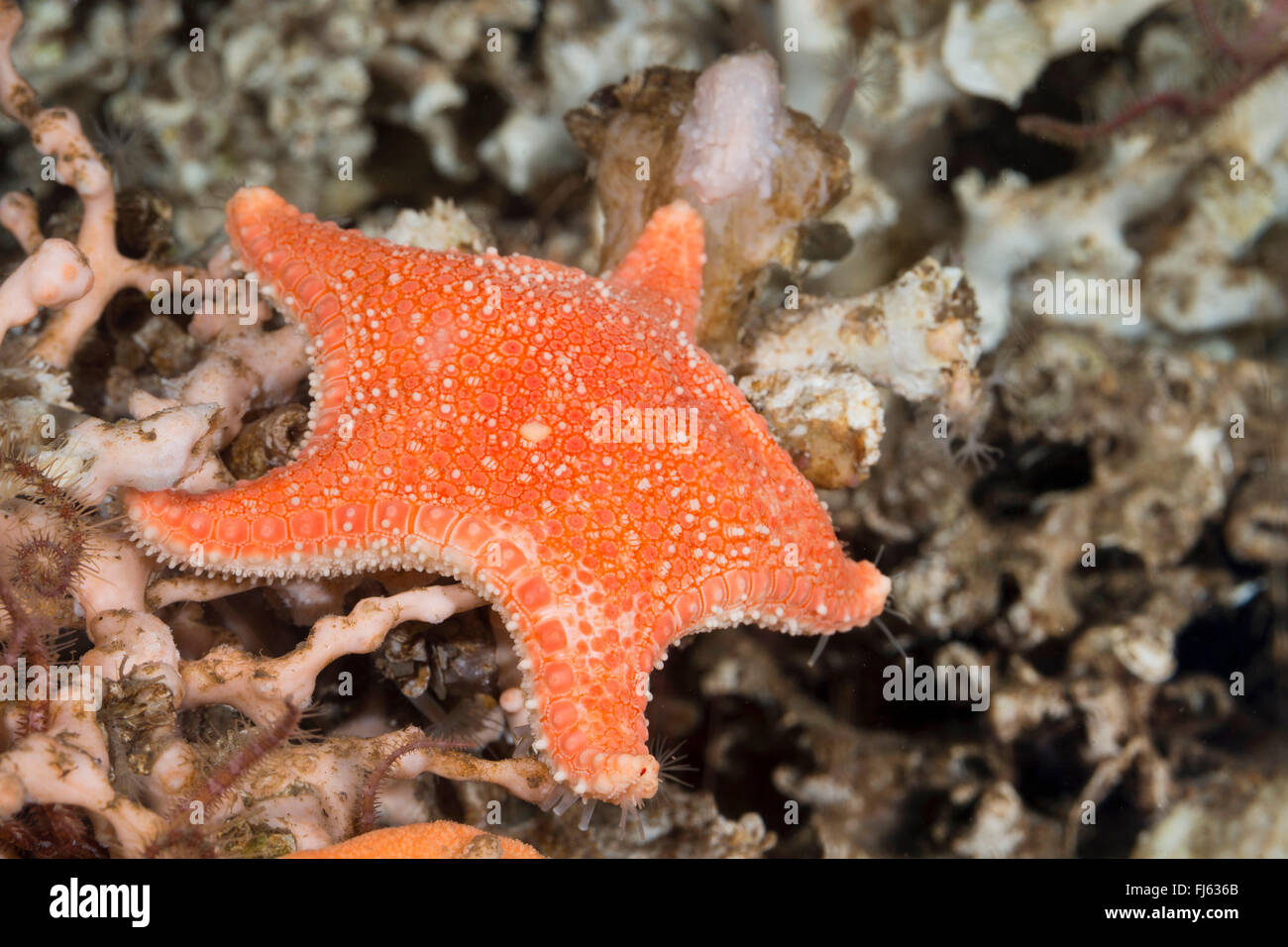 Rigid Cushion Star, Arctic cushion star (Hippasteria phrygiana, Hippasteria trojana, Hippasteria insignis), on a coral Stock Photo