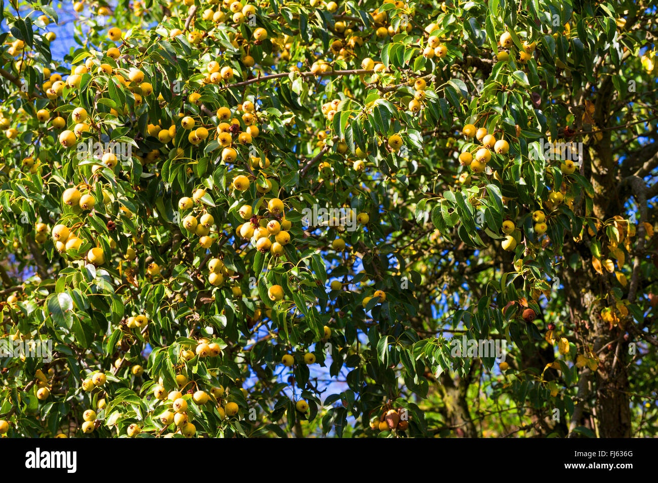 European Wild Pear, Wild Pear (Pyrus pyraster), branch with fruits, Germany Stock Photo