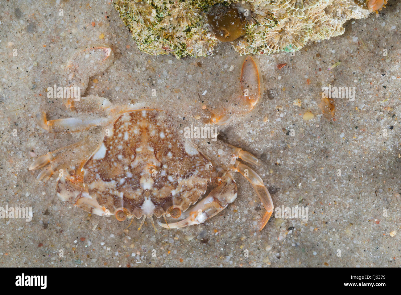 marbled swimming crab (Liocarcinus marmoreus, Portunus marmoreus), on sea bottom Stock Photo