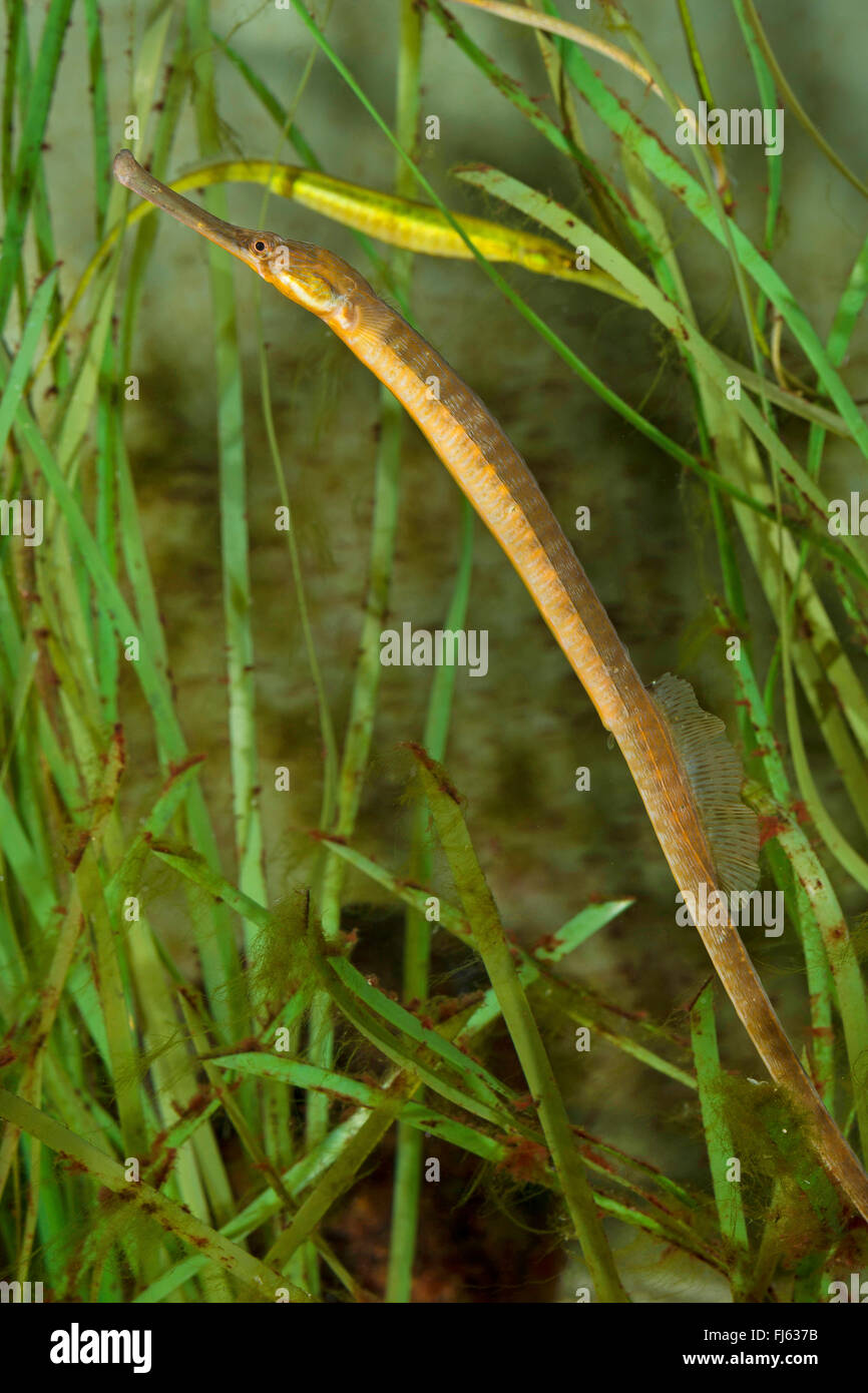 great pipefish, greater pipefish (Syngnathus acus), amongst sea grass Stock Photo