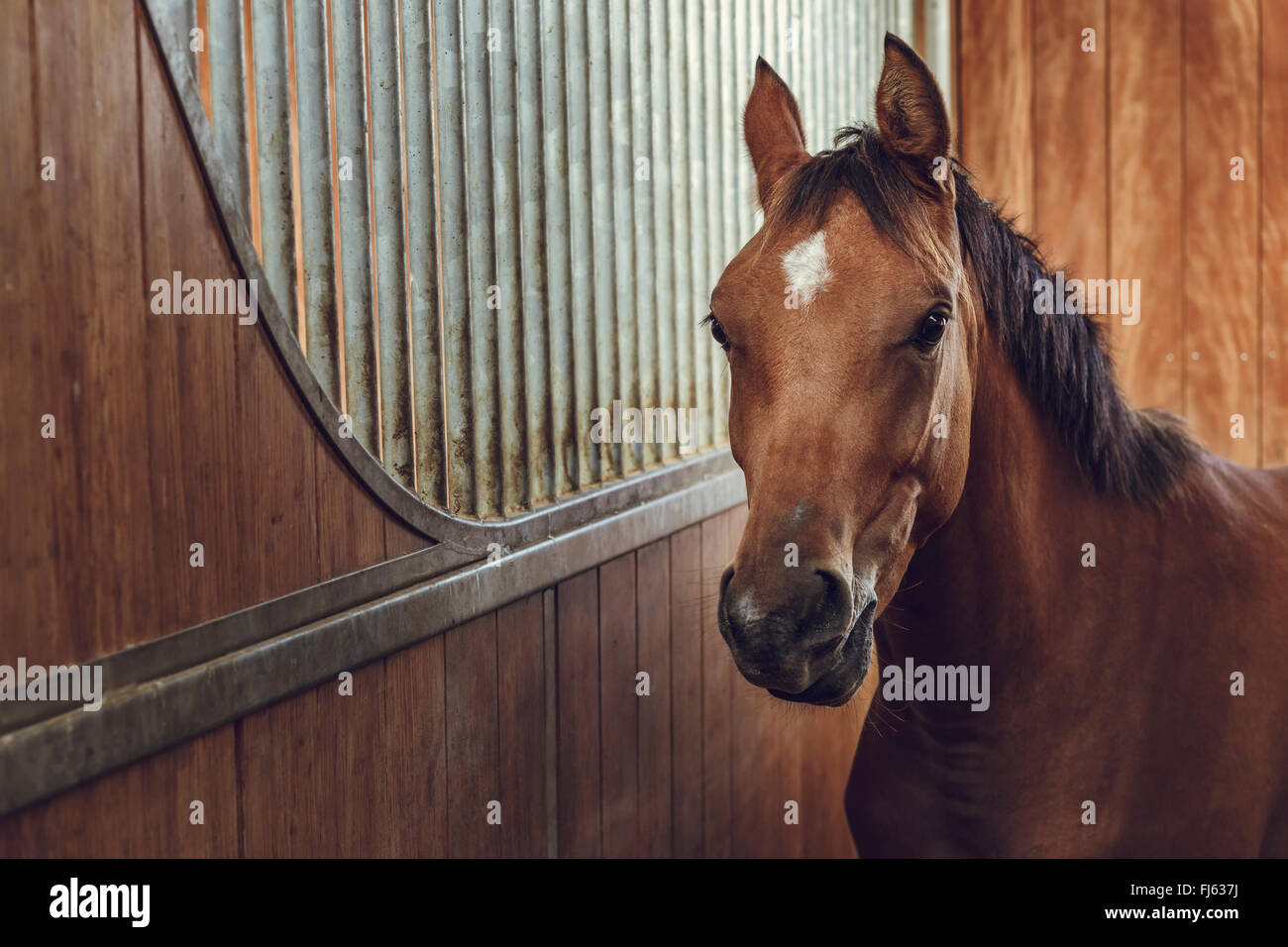 Portrait of an alert curious brown horse in a stable. Stock Photo
