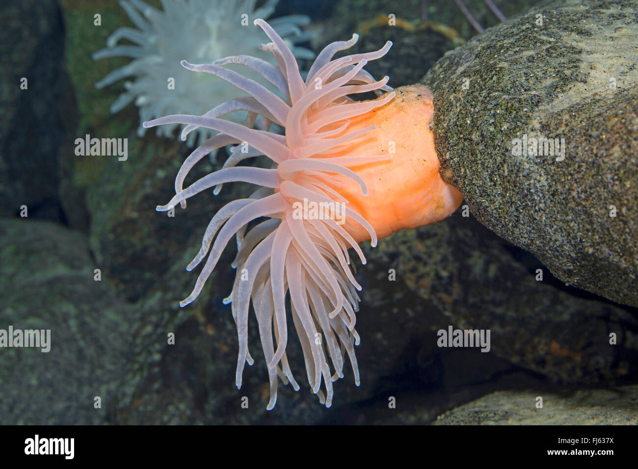Deeplet sea anemone (Bolocera tuediae), on a stone Stock Photo