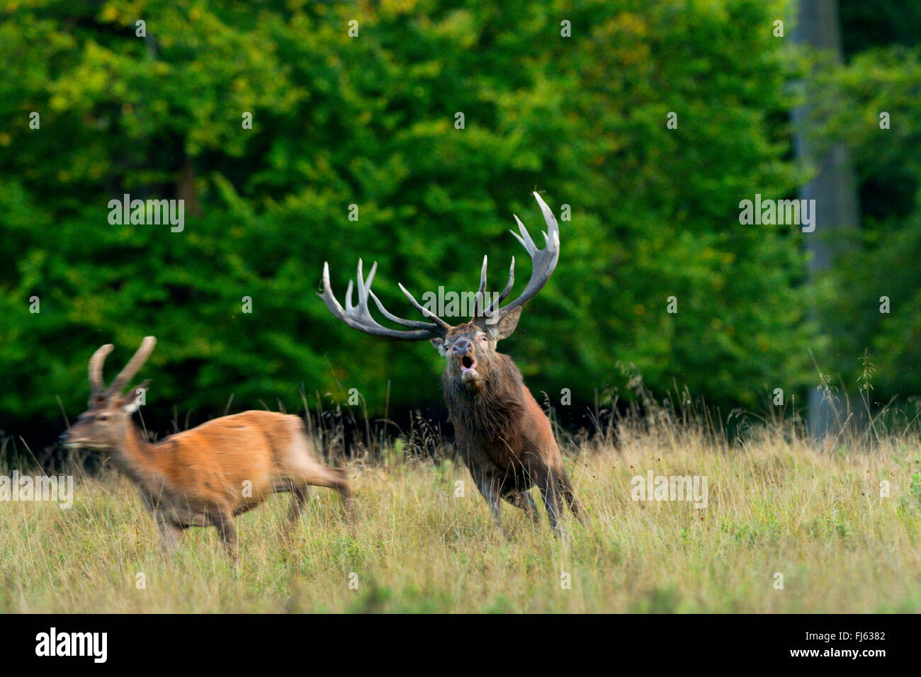 red deer (Cervus elaphus), alpha male chases brocket, Denmark Stock Photo