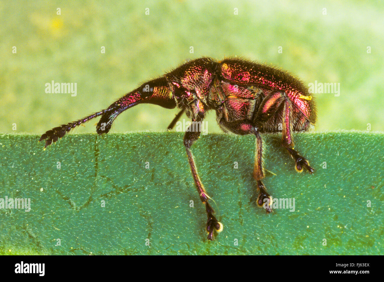 Poplar leaf roller weevil, Leaf-rolling weevil (Byctiscus populi, Bytiscus populi), sits on the edge of a leaf, Germany Stock Photo