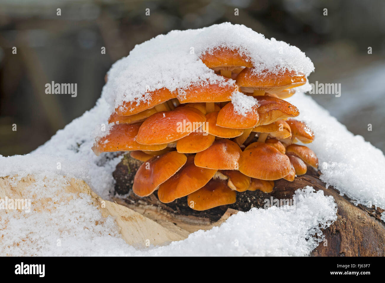 Velvet Shank, Enoki Mushrooms, Golden needle mushroom, Winter mushroom, Velvet foot, Velvet stem (Flammulina velutipes, Collybia velutipes), snow covered in winter, Germany Stock Photo